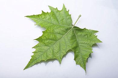 《银河旅店》抢先体验版即将于今夏上线！